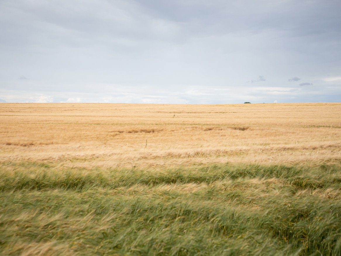 Das Bild zeigt eine ausgedehnte, reife Weizenfeldlandschaft unter einem bewölkten Himmel. Das Feld ist in zwei Ebenen geteilt: im Vordergrund lebhaftes Grün und dahinter goldgelber Weizen. Diese einfache, doch wirkungsvolle Komposition hebt die Weite und Ruhe der landwirtschaftlichen Szenerie hervor.