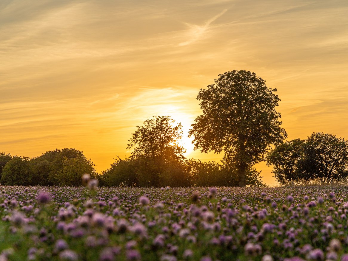 Das Bild zeigt ein wunderschönes Blumenfeld bei Sonnenuntergang. Die Sonne sinkt hinter einer Silhouette von Bäumen, während der Himmel in warme Orange- und Gelbtöne getaucht ist. Die Vordergrundblumen, in sanftem Lila gehalten, bilden einen schönen Kontrast zu den leuchtenden Farben des Himmels. Die Szene strahlt Ruhe und natürliche Schönheit aus.