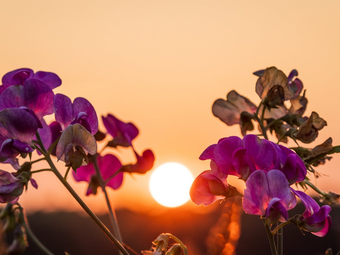 Das Bild fängt einen zauberhaften Moment mit lila Blumen ein, die im Vordergrund gegen die Kulisse eines untergehenden Sonnenballs klar konturiert sind. Der Himmel im Hintergrund ist in warme Gold- und Orangetöne getaucht, die die Blüten in ein strahlendes Licht rücken. Diese Komposition unterstreicht die Schönheit der Natur und schafft eine friedliche, fast malerische Atmosphäre.
