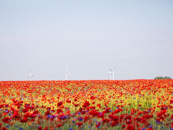 Das Bild zeigt ein weites Feld voller bunter Tulpen unter einem bewölkten Himmel. Die Tulpen reichen von Gelb und Rot bis zu Orange und erschaffen einen lebendigen, farbenfrohen Teppich in der Landschaft. 