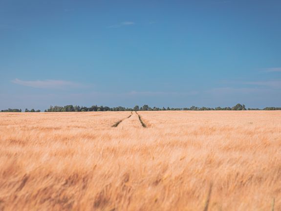  Ein weitläufiges Weizenfeld erstreckt sich bis zum Horizont unter einem klaren Himmel. Die Spuren im Feld führen das Auge durch die goldene Landschaft, was Ruhe und Weite ausstrahlt.